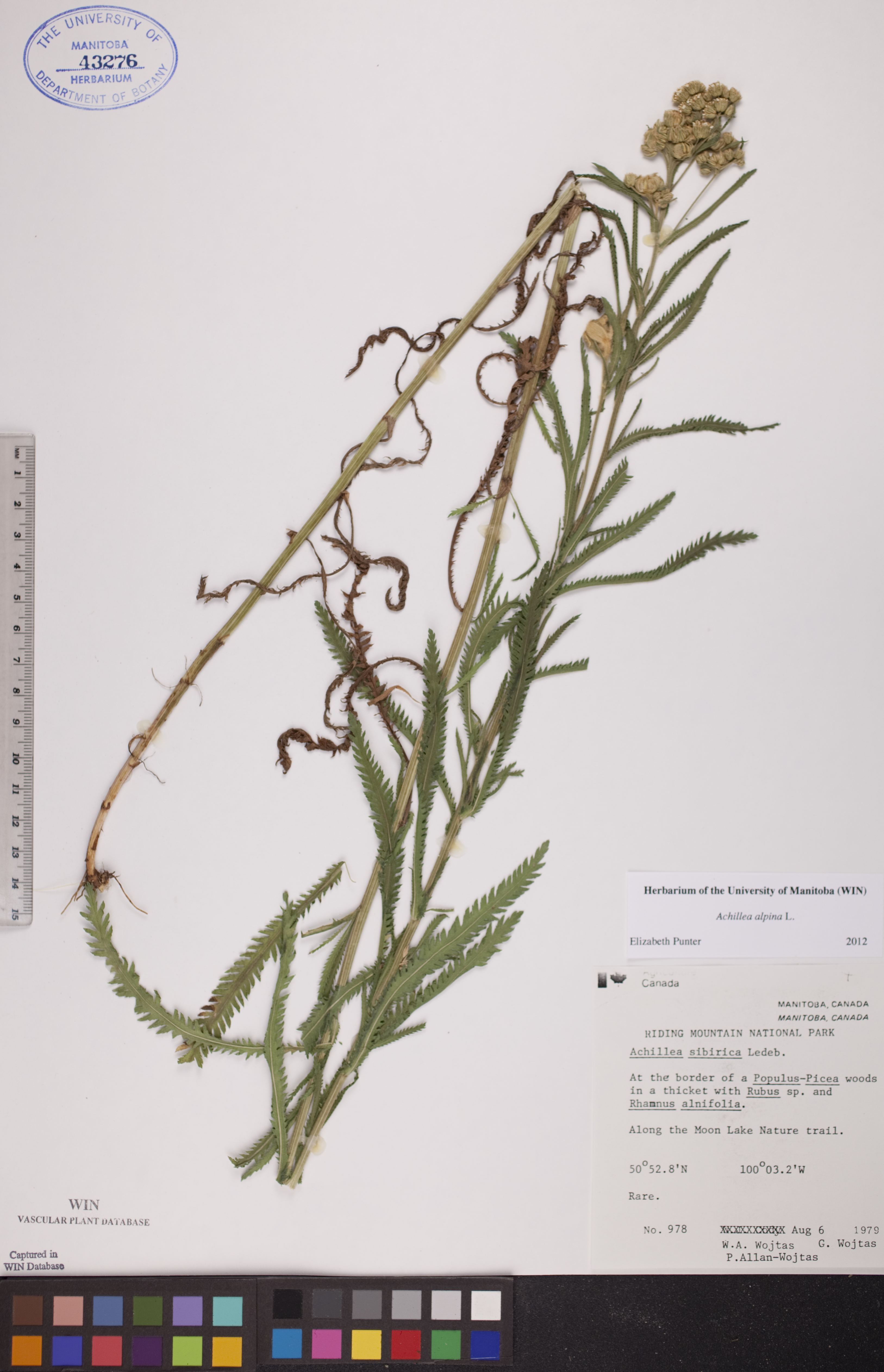 Achillea alpina image